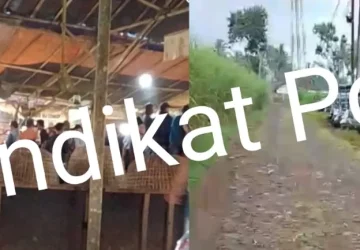 Judi Sabung Ayam di Sidorejo Pagelaran Malang Masih Eksis, Aparat Diduga Tutup Mata