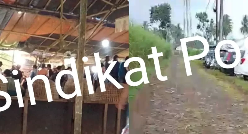 Judi Sabung Ayam di Sidorejo Pagelaran Malang Masih Eksis, Aparat Diduga Tutup Mata
