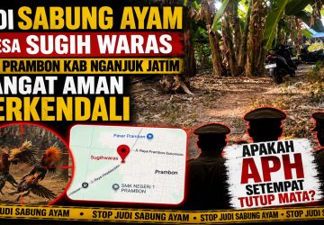 Judi Sabung Ayam Diduga Beroperasi di Sugih Waras Prambon Nganjuk, Mengapa APH Terlihat Diam?