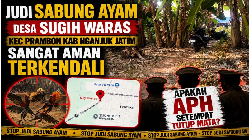 Judi Sabung Ayam Diduga Beroperasi di Sugih Waras Prambon Nganjuk, Mengapa APH Terlihat Diam?