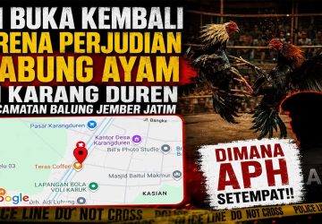 Arena Dugaan Perjudian Sabung Ayam Kembali Beraktivitas di Karang Duren Jember, APH Setempat Dipertanyakan