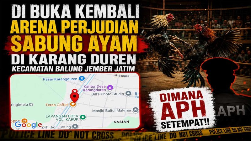 Arena Dugaan Perjudian Sabung Ayam Kembali Beraktivitas di Karang Duren Jember, APH Setempat Dipertanyakan