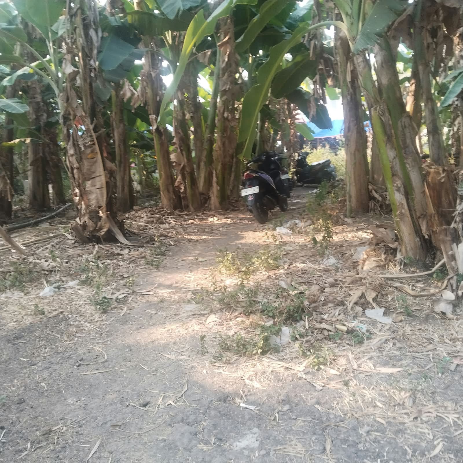 Lokasi Kalangan Judi Sabung ayam desa SUGIH WARAS Kec Prambon Kab Nganjuk