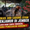 Dituding Tak Berdaya, Polres Jember Dibiarkan 8 Arena Sabung Ayam Beroperasi?