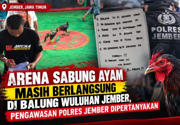Judi Ayam di Sumberejo Wuluhan Masih Berlangsung, Warga Nilai Polres Jember Kurang Responsif