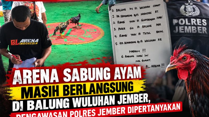 Judi Ayam di Sumberejo Wuluhan Masih Berlangsung, Warga Nilai Polres Jember Kurang Responsif
