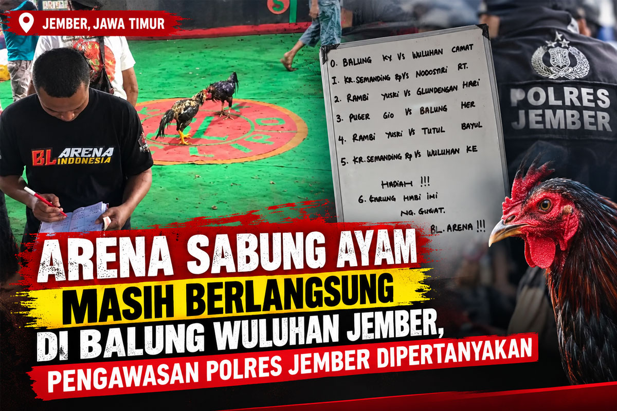 BL Arena Sabung Ayam Jember
