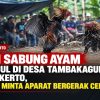 Judi Sabung Ayam Kembali Muncul, Kali Ini di Tambakagung Mojokerto