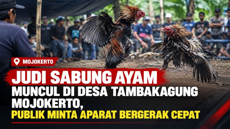 Judi Sabung Ayam Kembali Muncul, Kali Ini di Tambakagung Mojokerto