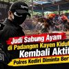 Padangan Kayen Kidul Jadi Sorotan: Judi Sabung Ayam Diduga Dikelola “Topeng”, Polres Kediri Dituntut Turun!