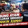 Sabung Ayam di Desa Klurak Sidoarjo Makin Menjamur! Polda Jatim Dituntut Turun!