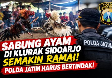 Sabung Ayam di Desa Klurak Sidoarjo Makin Menjamur! Polda Jatim Dituntut Turun!