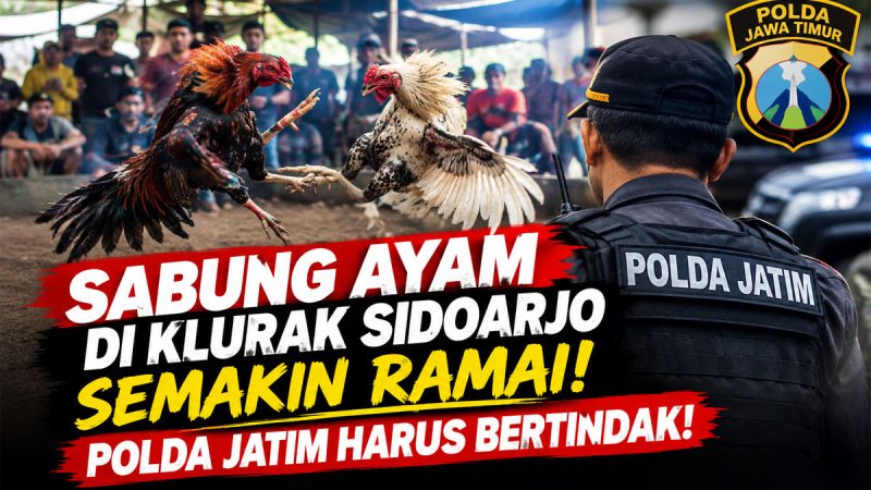 Sabung Ayam di Desa Klurak Sidoarjo Makin Menjamur! Polda Jatim Dituntut Turun!