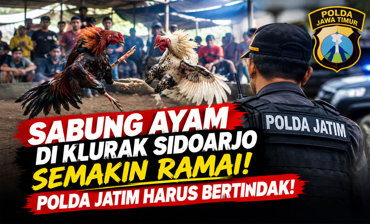 Sabung Ayam di Klurak Sidoarjo