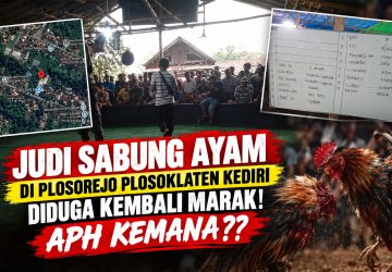Arena Judi Sabung Ayam di Plosorejo Plosoklaten Kediri Diduga Beroperasi, APH Disebut Tutup Mata