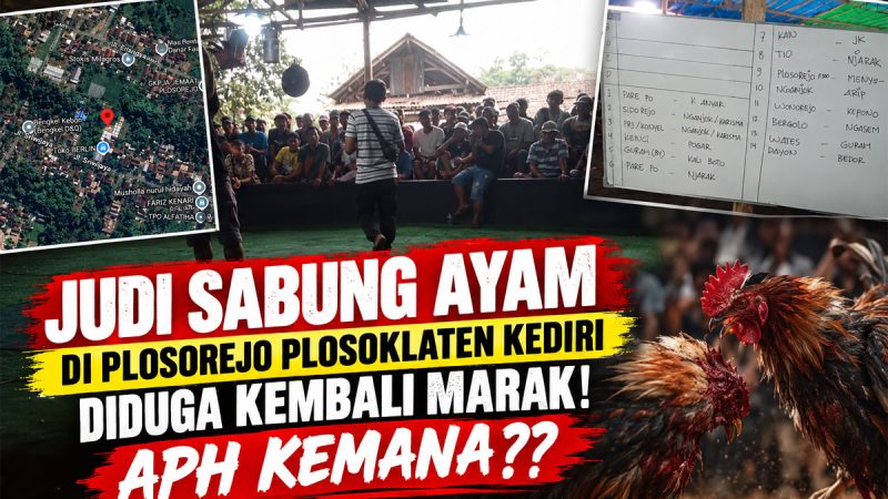 Arena Judi Sabung Ayam di Plosorejo Plosoklaten Kediri Diduga Beroperasi, APH Disebut Tutup Mata