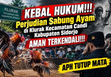 KLURAK JADI SOROTAN: Dugaan Arena Judi Sabung Ayam Disebut Beroperasi Bergantian