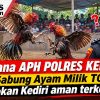 Dimana APH POLRES KEDIRI!! Judi Sabung Ayam Milik TOYIBIN Tarokan Kediri aman terkendali
