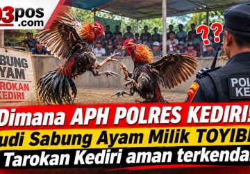 Dimana APH POLRES KEDIRI!! Judi Sabung Ayam Milik TOYIBIN Tarokan Kediri aman terkendali