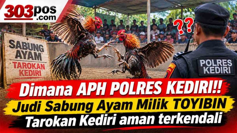 Dimana APH POLRES KEDIRI!! Judi Sabung Ayam Milik TOYIBIN Tarokan Kediri aman terkendali