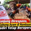 Tak Kunjung Direspons, Arena Sabung Ayam di Nambaan Ngasem Kediri Tetap Beroperasi